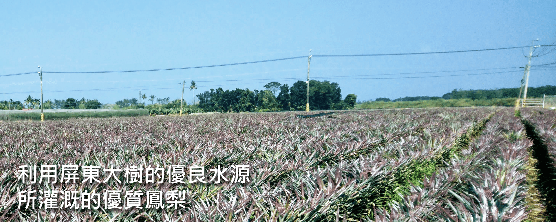 新山食品 Banner