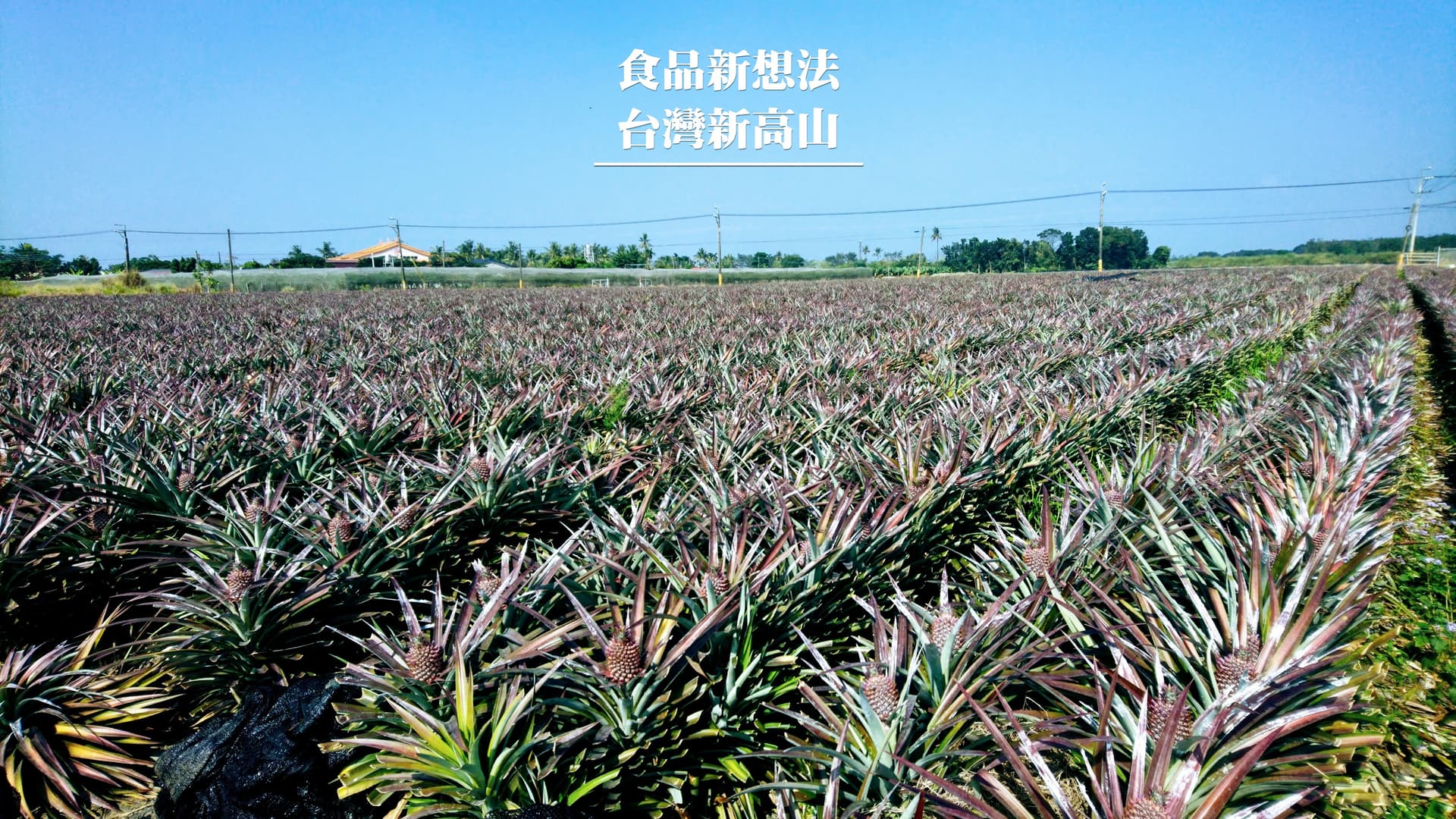 新山食品 Banner